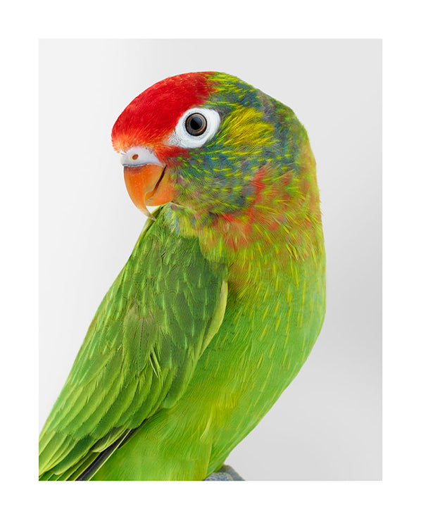 'Paolo' Varied Lorikeet