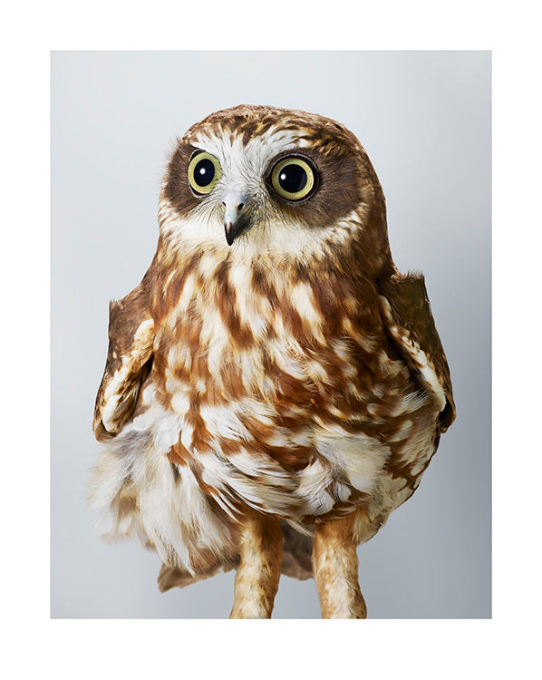 'Pepper' Southern boobook