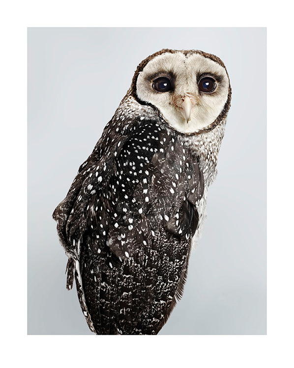 'Sooty' No.1 Lesser sooty owl