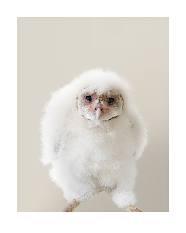 'Ava' Western Barn Owl chick