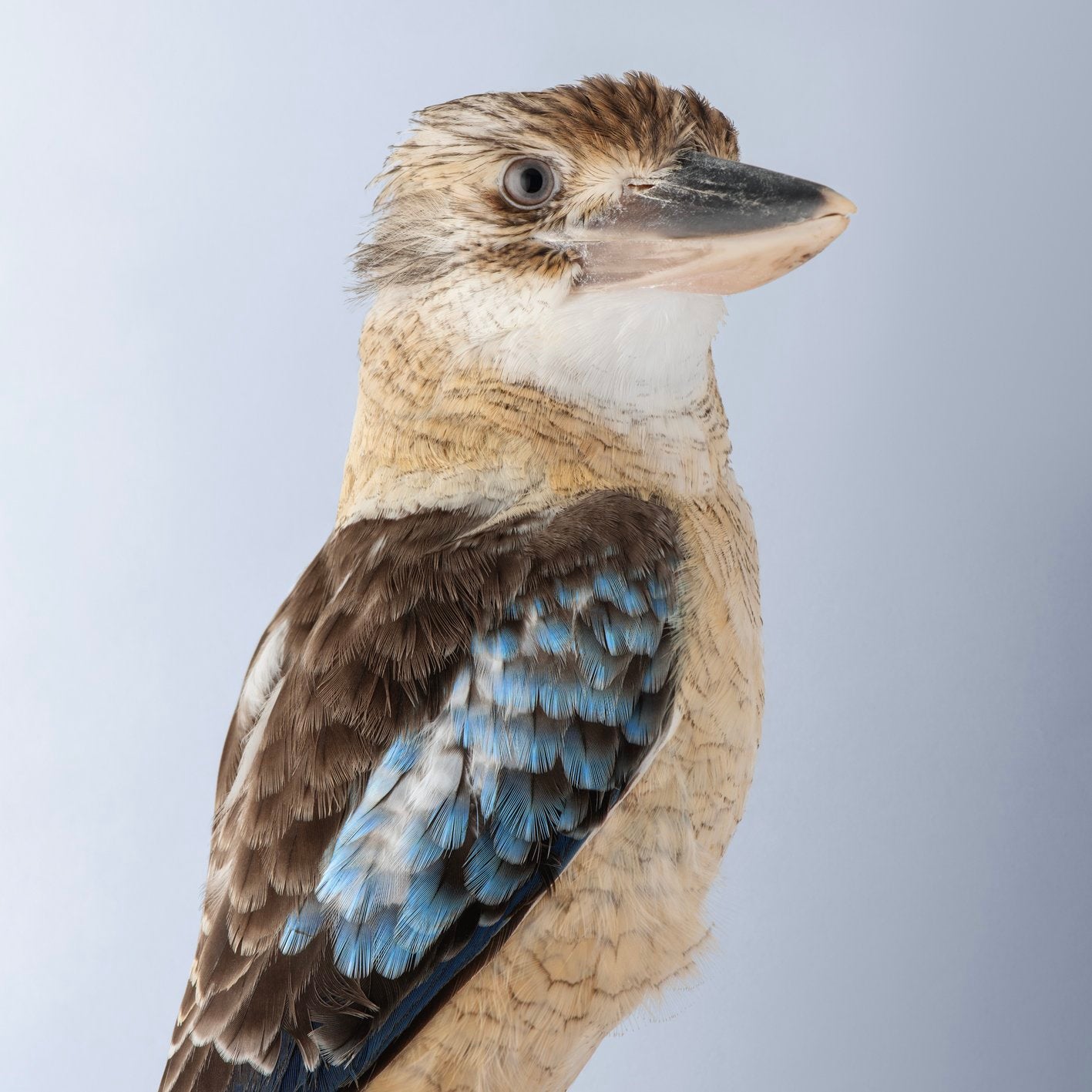 Blue-winged Kookaburra