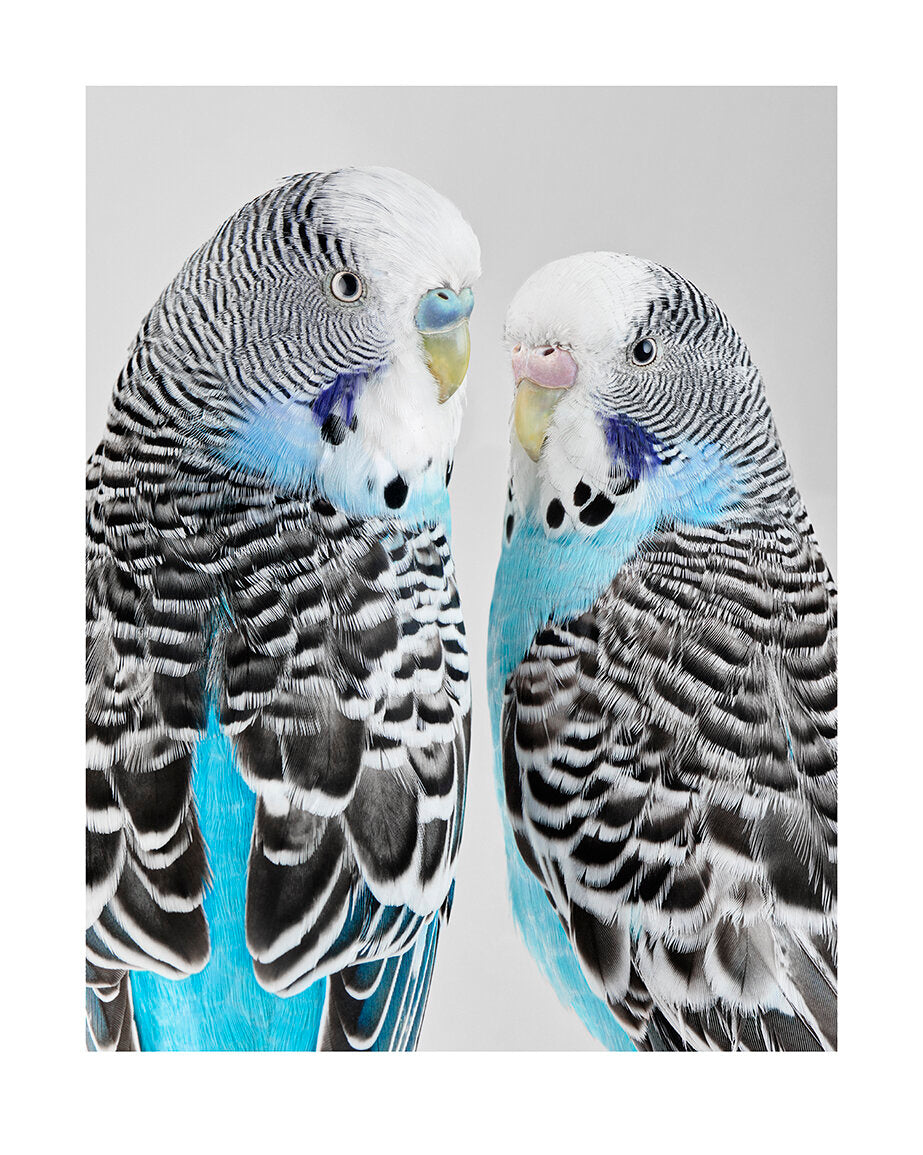 'Bluey and Liquorice'