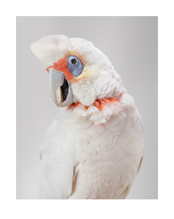 'Bob' Long-billed corella