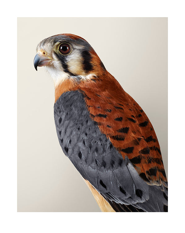 'Bob' American Kestrel