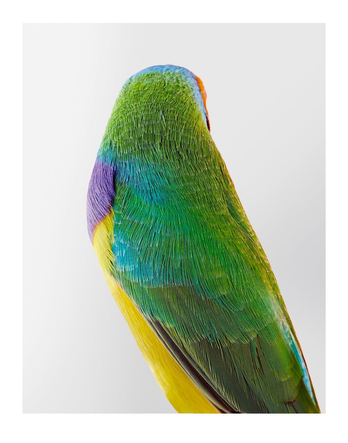 'Christo' Orange Headed Gouldian Finch