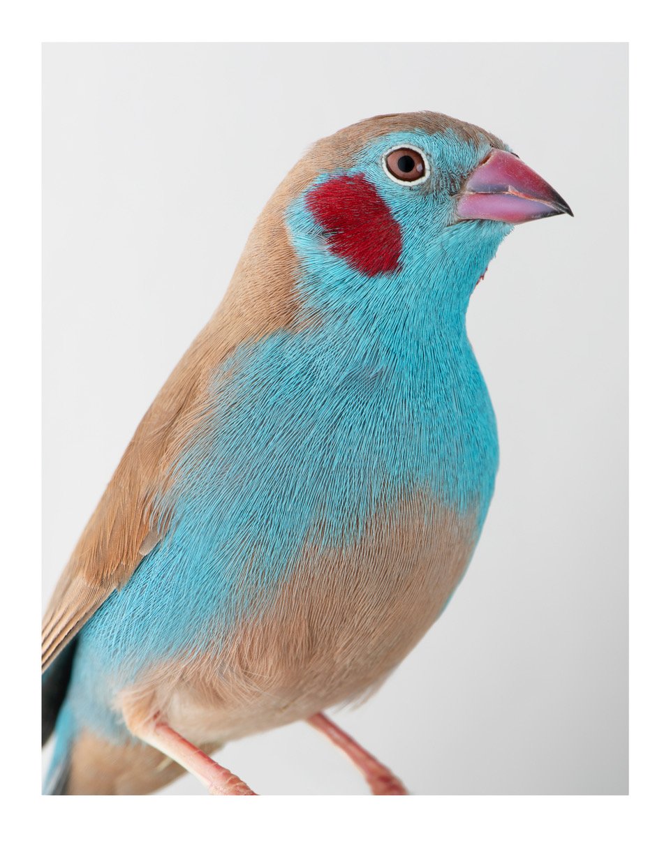 Red-cheeked cordon-bleu