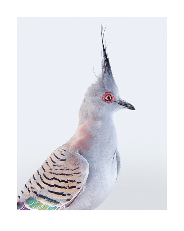 Crested pigeon
