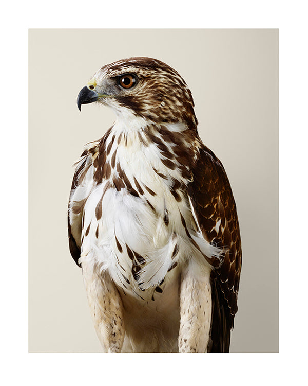 'Drifter' No.1 Broad-winged Hawk