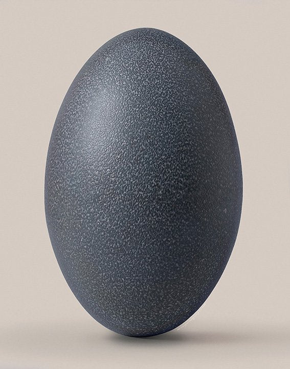 Emu egg No.2