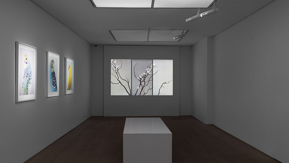 Nature Is Not A Place To Visit. It Is Home.
Video Art.