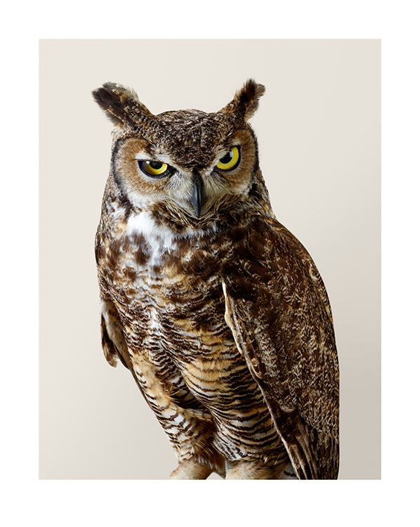 'Forrest' Great Horned Owl