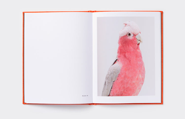 Interview with a Cockatoo (or two) Limited Edition - Sold Out