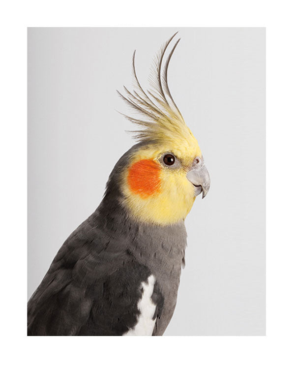 Jarra' Cockatiel