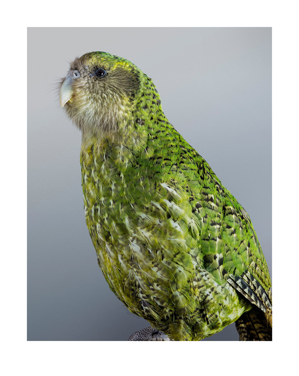 Kākāpō