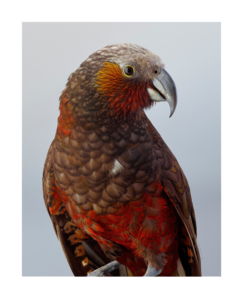Kākā