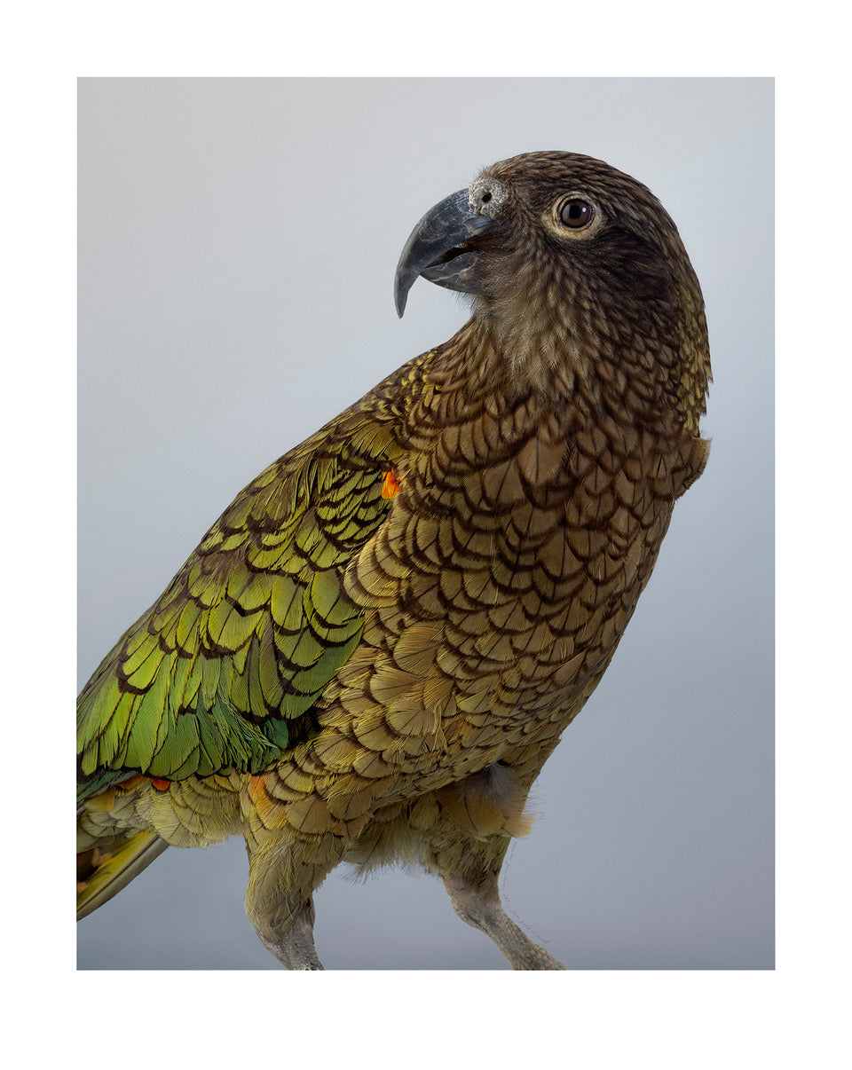 Kea