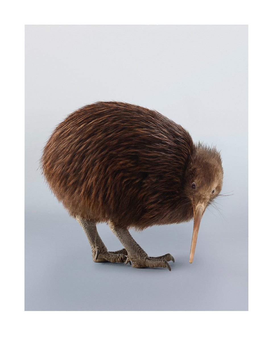 Kiwi