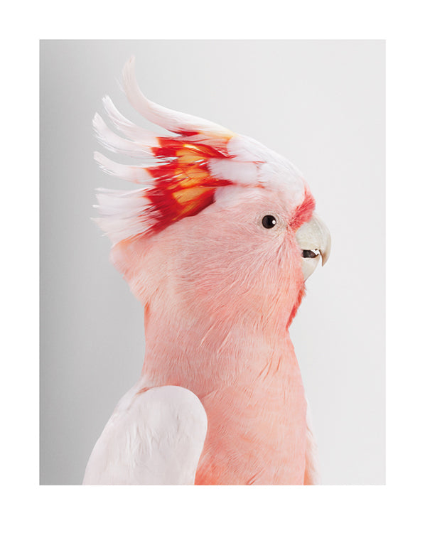 'Neville' Major mitchell's cockatoo