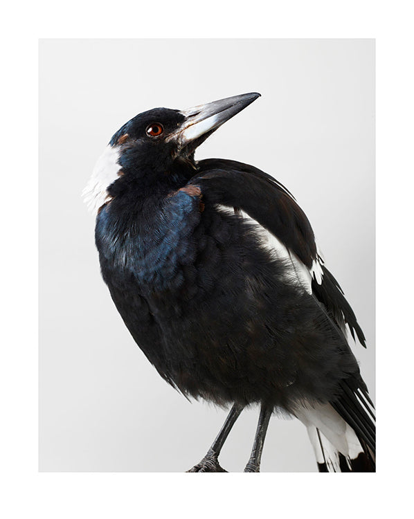 'Penguin' the Magpie No.4