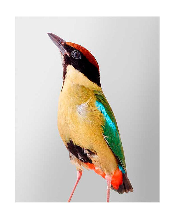 Noisy Pitta