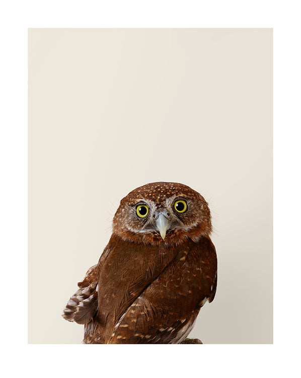 'Pixie' Northern Pygmy Owl