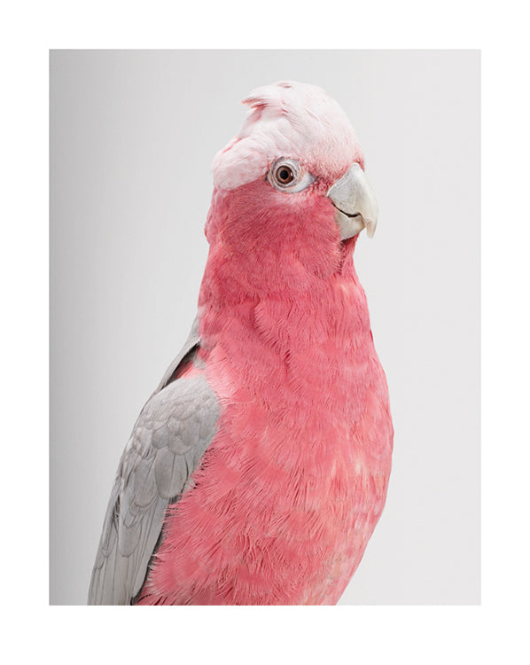 'Queenie' Galah cockatoo