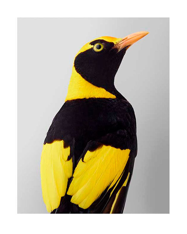 Regent Bowerbird
