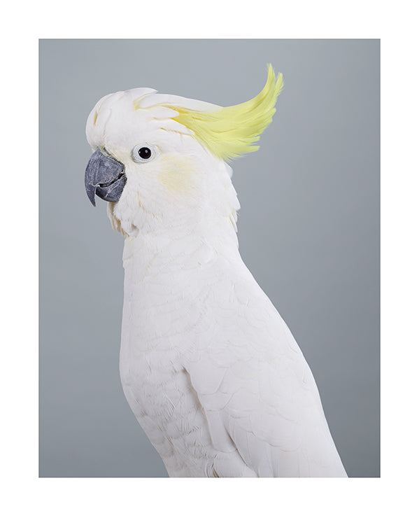 'Scratch' Sulphur crested cockatoo