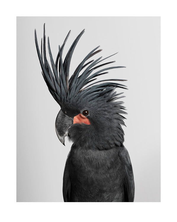 'Seisa' Palm cockatoo