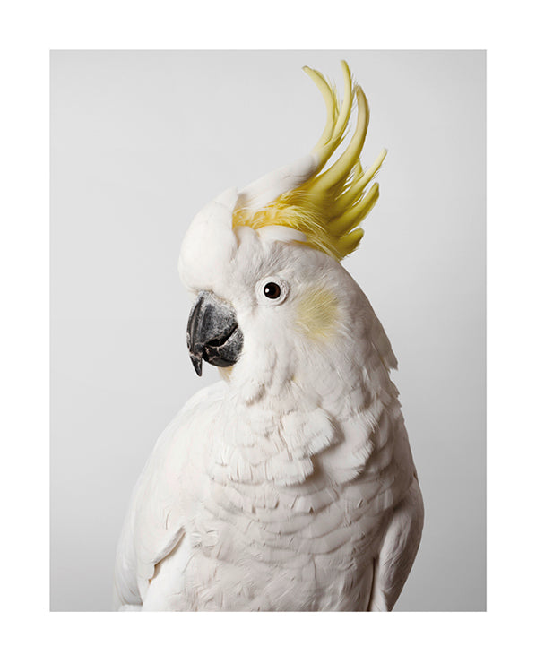 'Slim' Sulphur-crested cockatoo