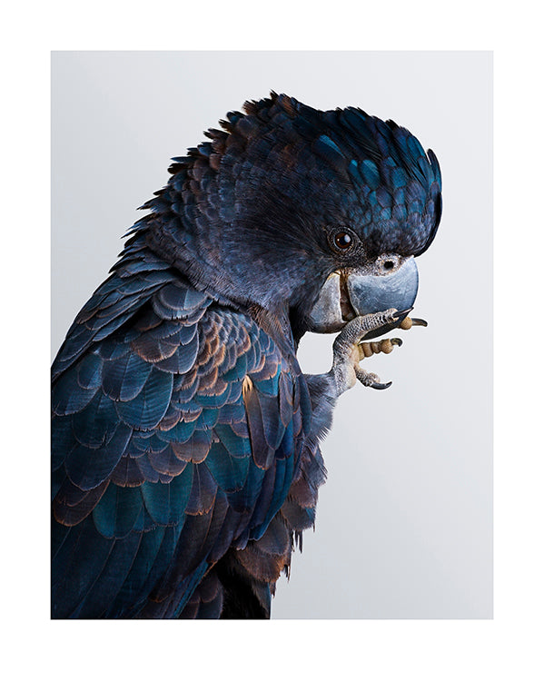 'Fluff' No.2 Forest Red-Tail