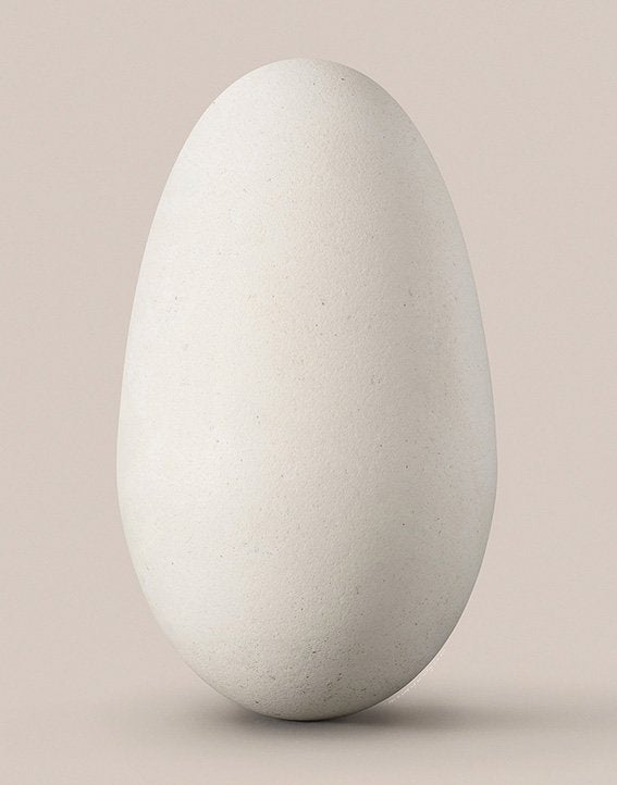 Wandering Albatross egg