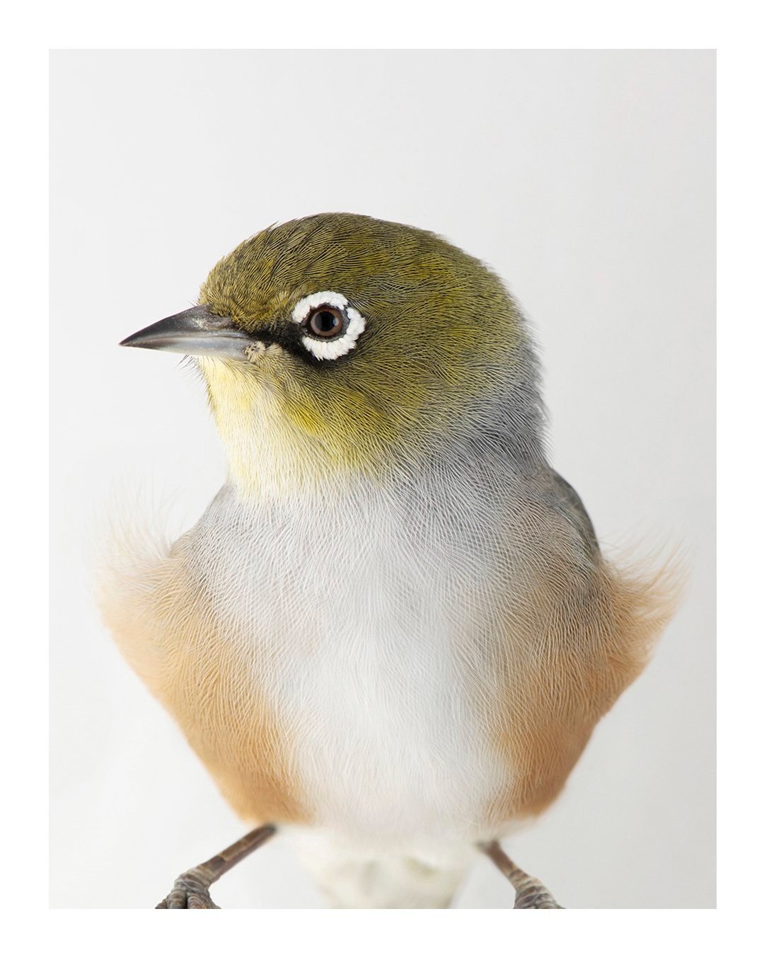 Silvereye No.1