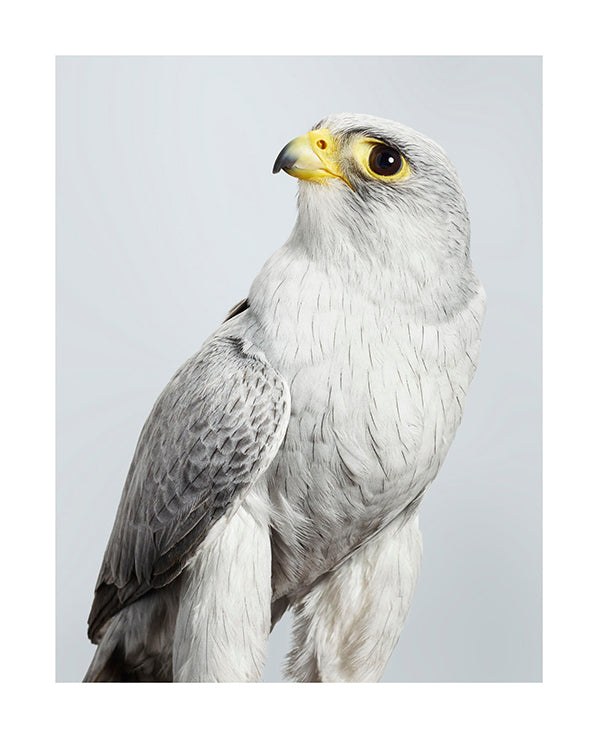 'Ash' Grey falcon