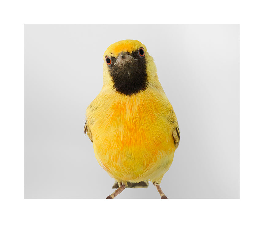 'Ben' Orange Chat