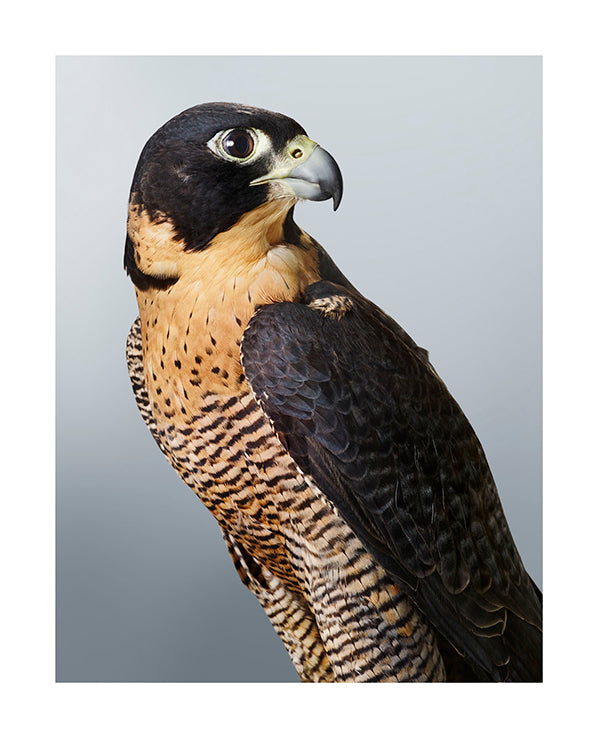 'Cleo' Peregine falcon