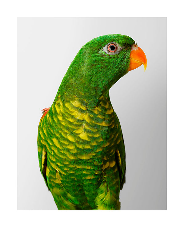 Lucy' Scaly-breasted Lorikeet