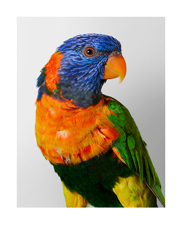 'Ralph' Red-collared Lorikeet