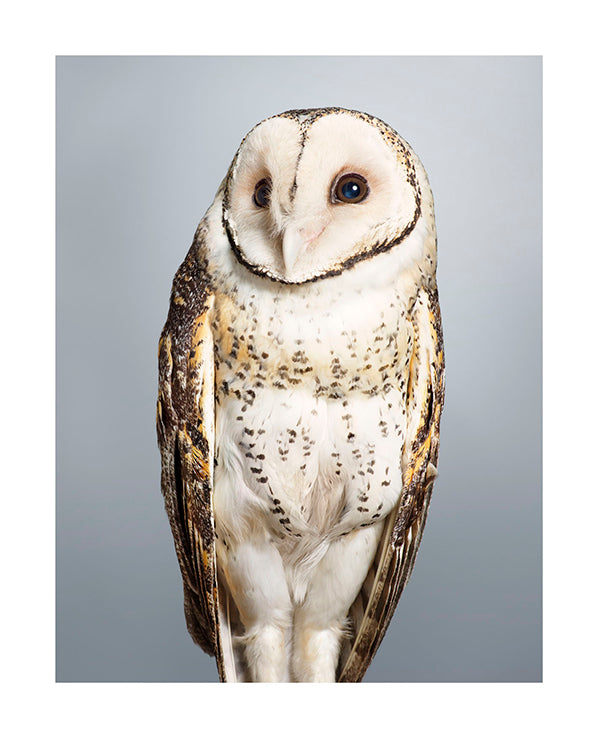 'Tani' No.2 Masked owl