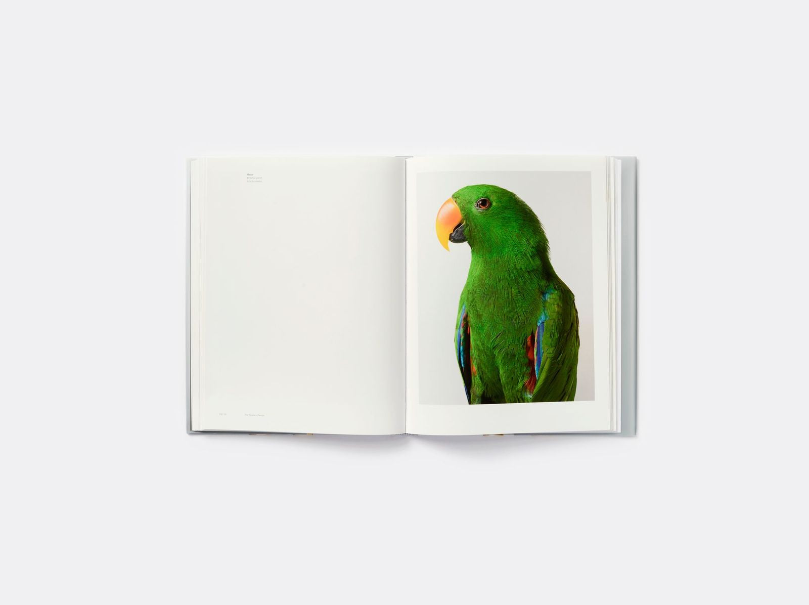 Luv_Parrots18 Brown Throated Parakeet (Eupsittula pertinax pertinax) - Joel Sartore