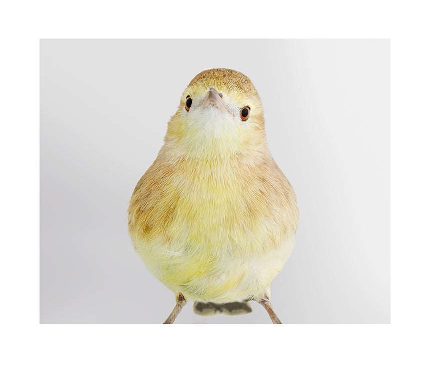 'Amanda' Orange Chat