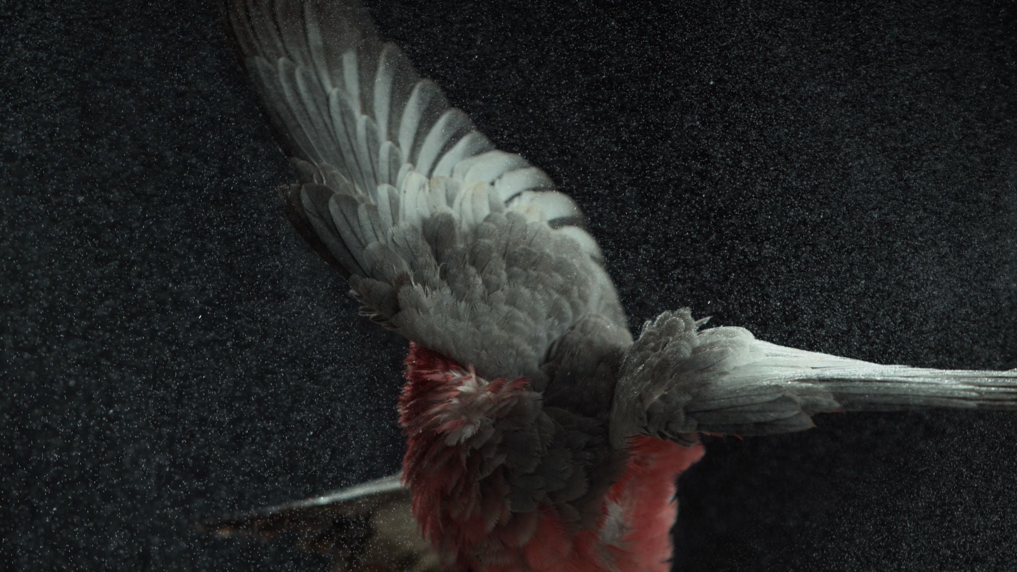 Temple, Blush. Video Art.