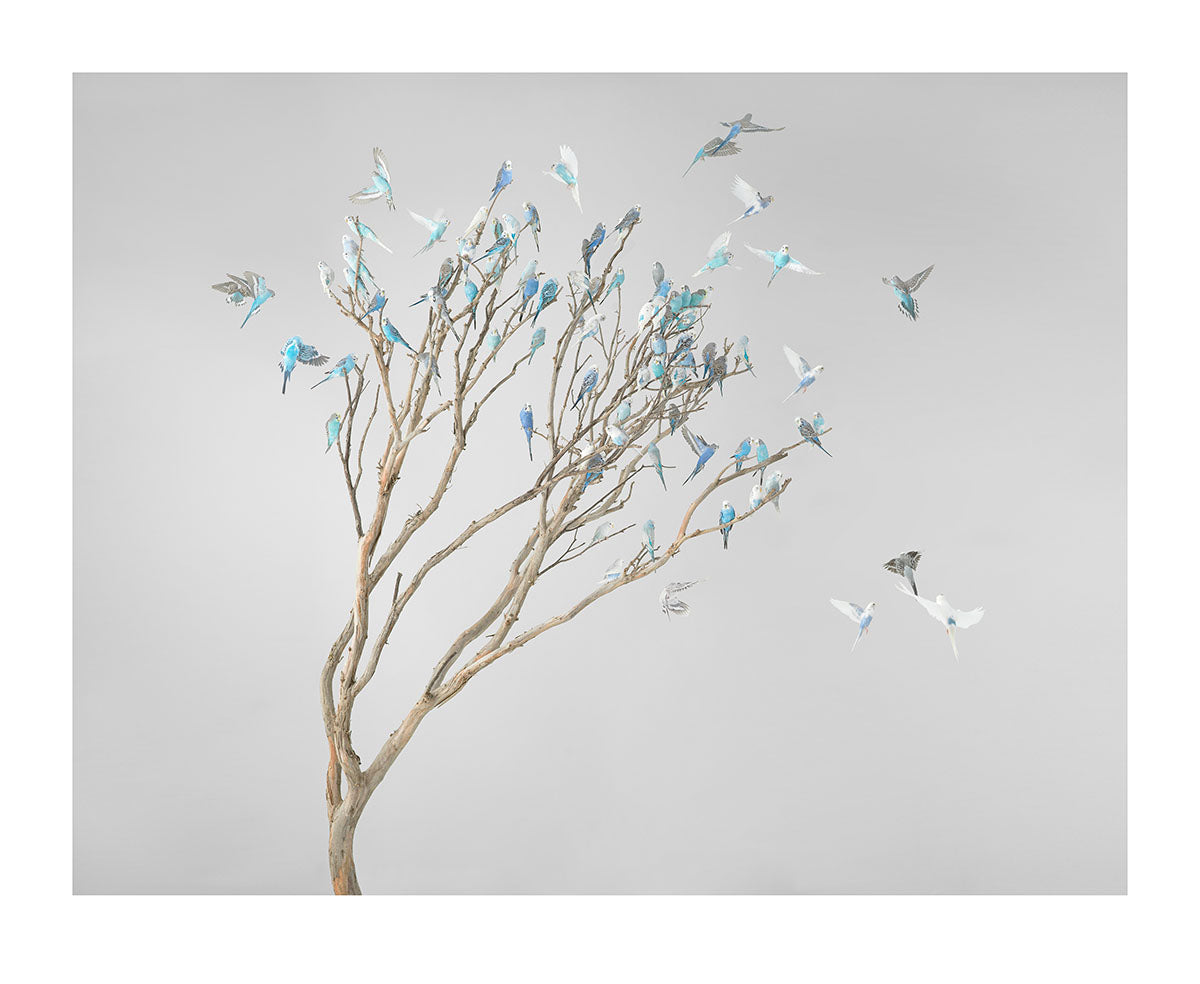 Blue Blossoms