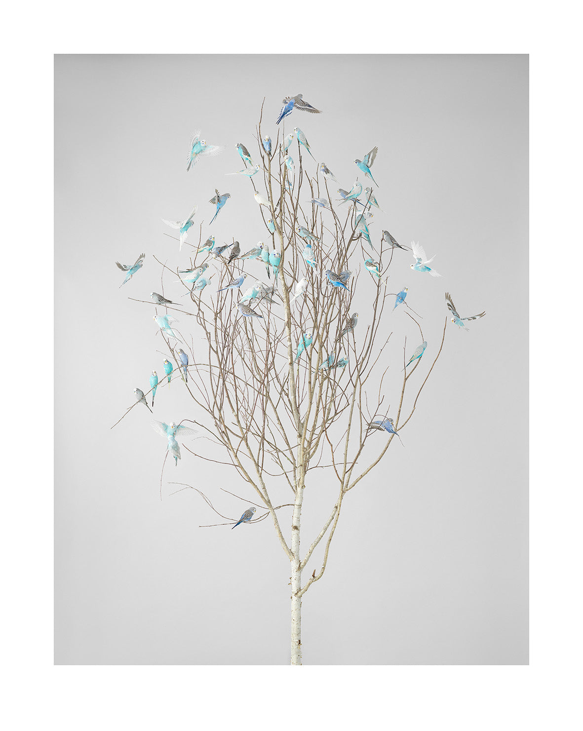 Blue Blossoms 2