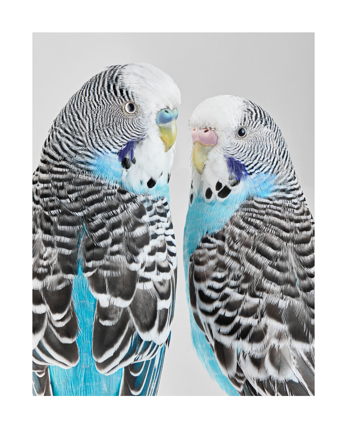 'Bluey and Liquorice'