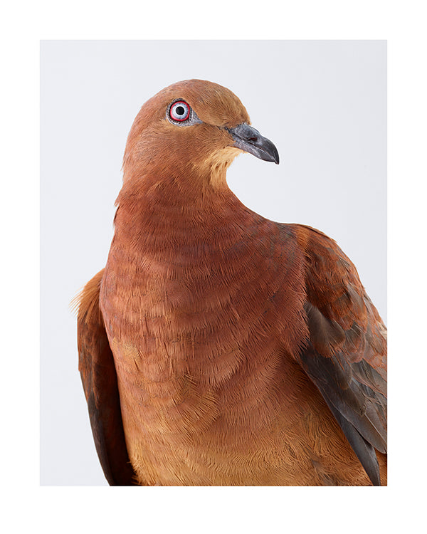 Brown cuckoo-dove