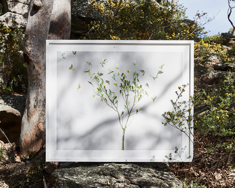 Gum Leaves