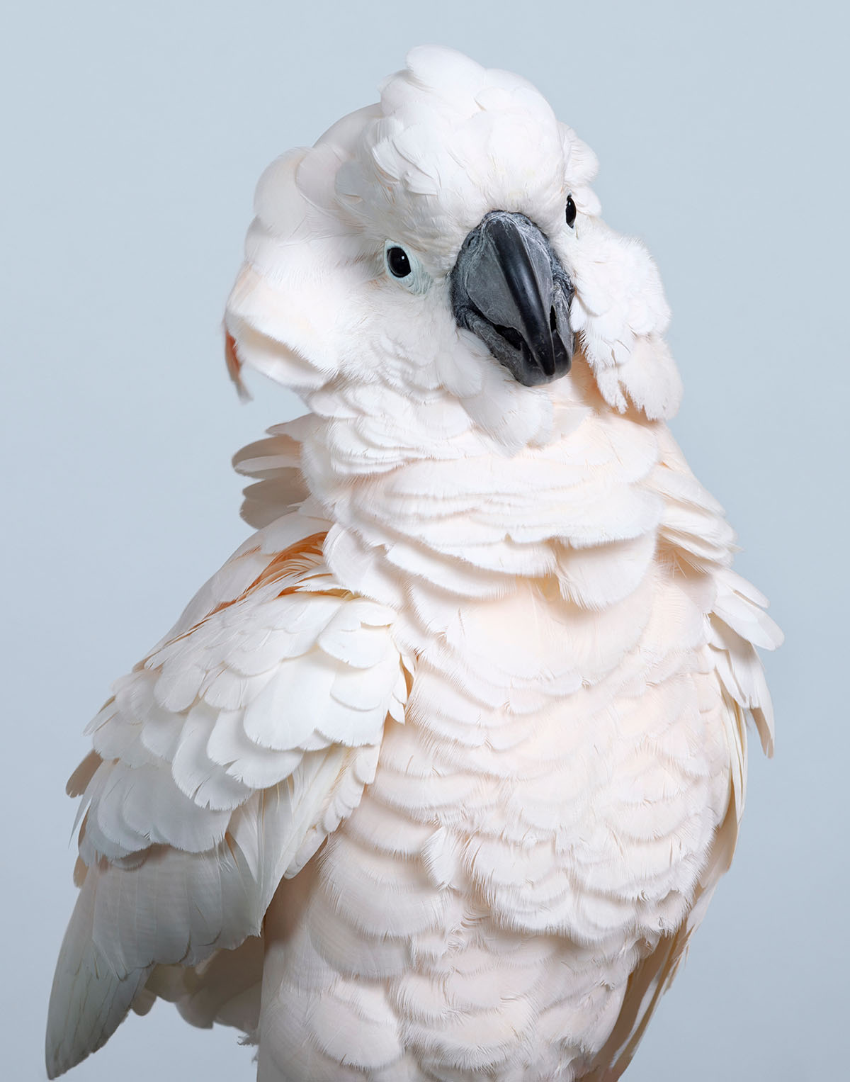 ‘Claudette’ Moluccan