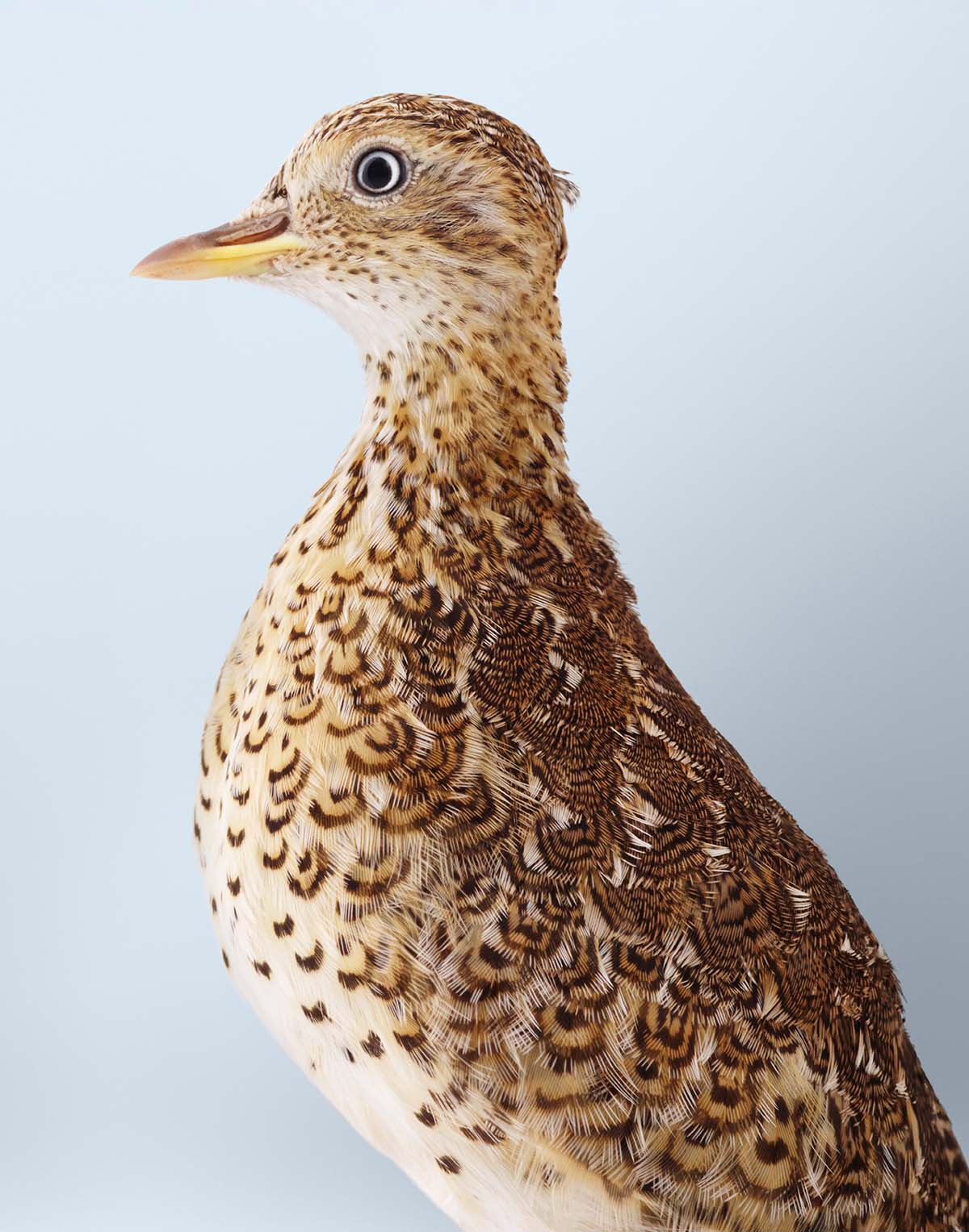 ‘Clay’ Plains Wanderer