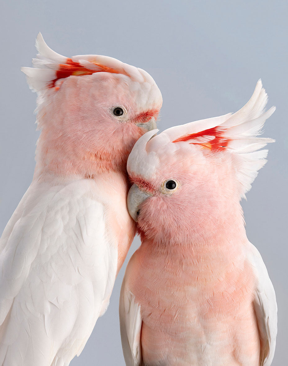 ‘Dusty & Mallee’ Pink Cockatoos